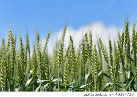 鬱鬱蔥蔥的大麥的耳朵 40394720