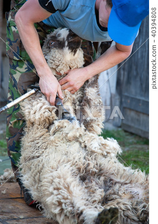 shearing wool from a ram 40394808