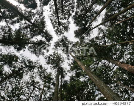 庫拉馬山,樹的根 庫拉馬山,樹的根 40394877