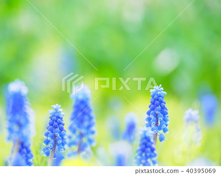 可愛的穆斯卡里花 40395069