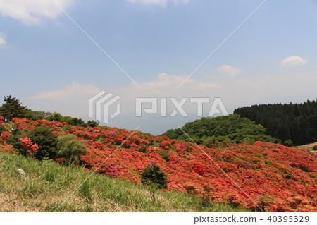 Kazurosan Azale Kazurosan Azale 40395329