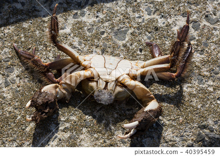 Mokugu crab 40395459