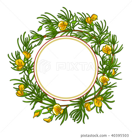 rooibos branch vector frame 40395503