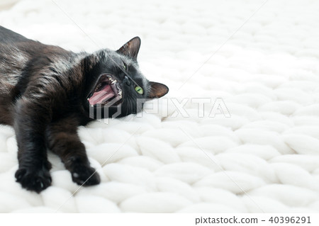 Black cat on white merino plaid, hygge home 40396291