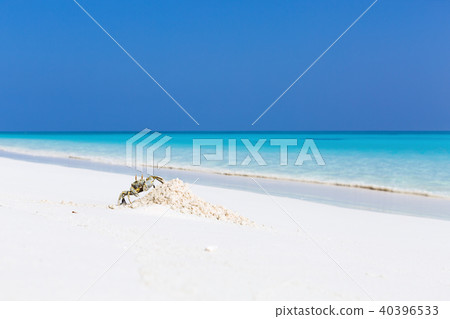 Ghost crab on white sandy beach Ghost crab on white sandy beach 40396533