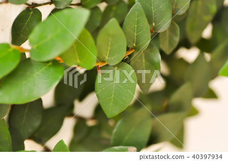 Creeping Fig or Climbing Fig 40397934