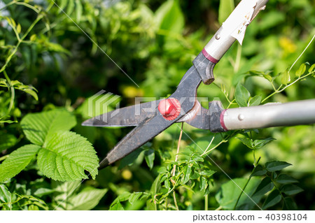 Care of the garden 40398104