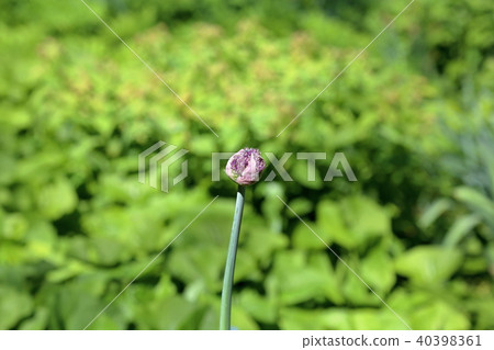 Central Asian Onion of the Aflatun Central Asian Onion of the Aflatun 40398361