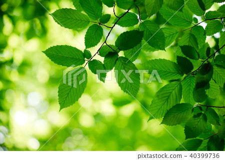 green leaves on the green backgrounds 40399736