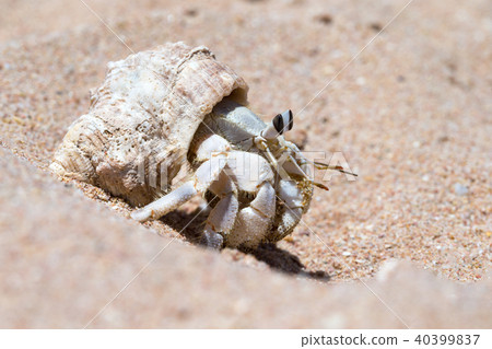 Hermit Crab in a screw shell 40399837