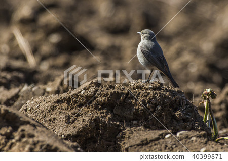 Black redtail (Phoenicurus ochrurus) Black redtail (Phoenicurus ochrurus) 40399871