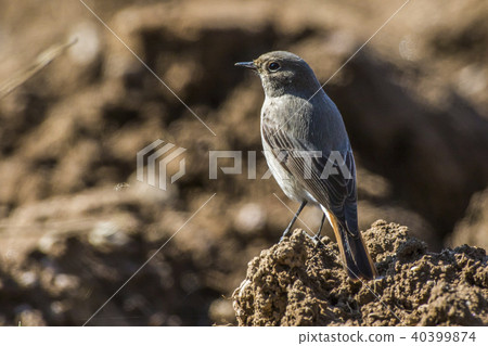 Black redtail (Phoenicurus ochrurus) Black redtail (Phoenicurus ochrurus) 40399874