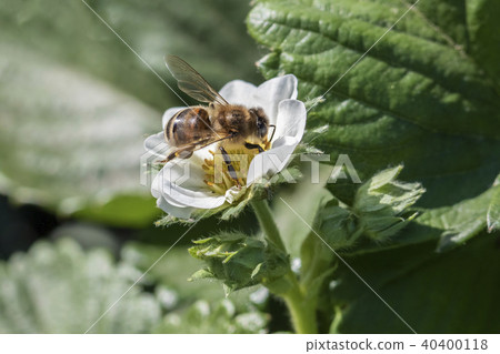 A bee is harvesting pollen on strawberry flowers. 40400118