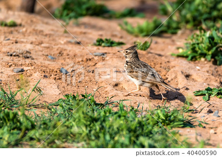 Galerida cristata or Crested Lark on ground Galerida cristata or Crested Lark on ground 40400590