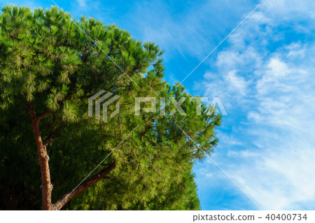 Color image of Tree and sky 40400734