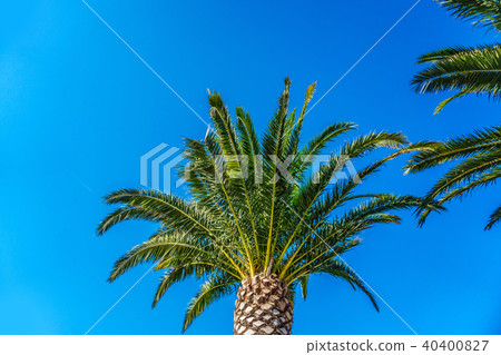 coconut palm tree on blue sky coconut palm tree on blue sky 40400827