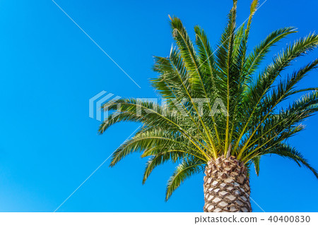 coconut palm tree on blue sky coconut palm tree on blue sky 40400830