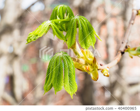 Young leaves of chestnut Young leaves of chestnut 40400965