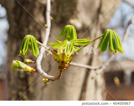 Young leaves of chestnut Young leaves of chestnut 40400967