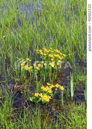 Caltha palustris growing in swamp. Marsh Marigold 40402320