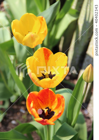 Yellow and red tulips growing in row on flowerbed Yellow and red tulips growing in row on flowerbed 40402343