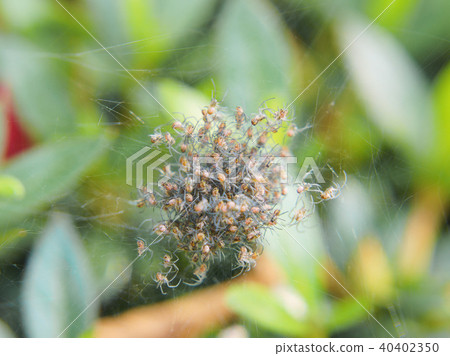 許多蜘蛛的孩子 40402350