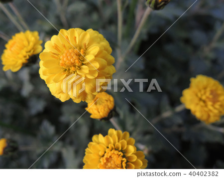 萬壽菊 萬壽菊 40402382
