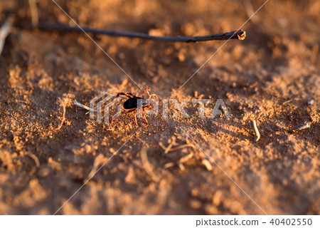 Hyalomma tick from Ixodidae family close 40402550