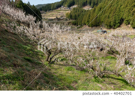 Umebayashi Tanada Umebayashi Tanada 40402701
