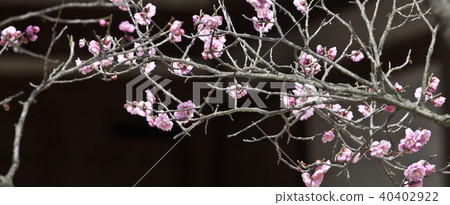 紅色蘑菇,花,myeonchungsa,牙山,忠南,自然 紅色蘑菇,花,myeonchungsa,牙山,忠南,自然 40402922