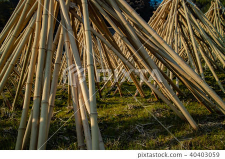 Photographed the situation that the bamboo which becomes raw material of tea of Takayama district of Ikoma-shi, Nara is sun-dried 40403059