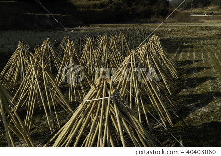 Photographed the situation that the bamboo which becomes raw material of tea of Takayama district of Ikoma-shi, Nara is sun-dried 40403060
