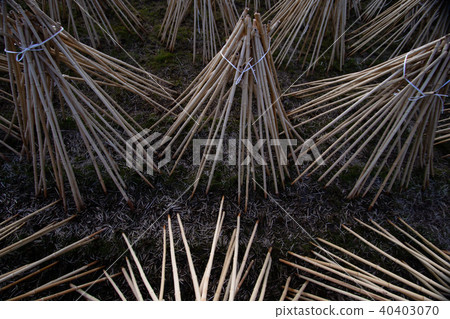 拍攝了作為奈良生駒市的高山地區的茶的原料的竹子被曬乾的狀況 拍攝了作為奈良生駒市的高山地區的茶的原料的竹子被曬乾的狀況 40403070