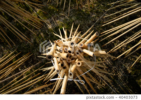 拍攝了作為奈良生駒市的高山地區的茶的原料的竹子被曬乾的狀況 40403073