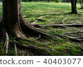 Tree root 40403077