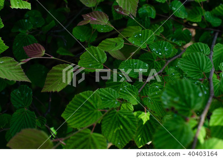 Drops on the leaves 40403164