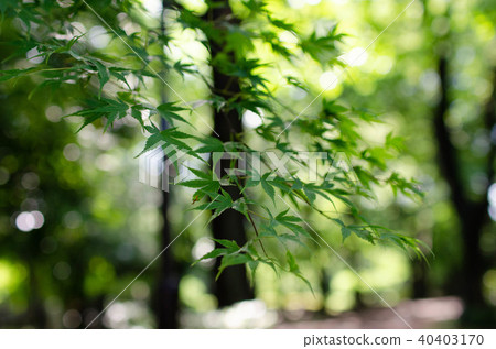 Fresh green maple 40403170