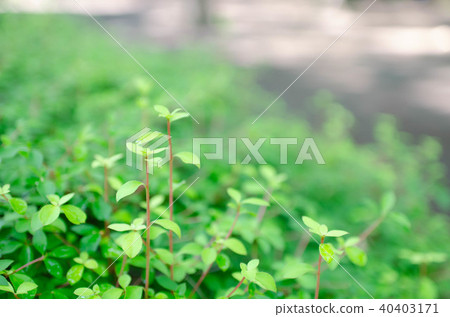 Implanting the park 40403171