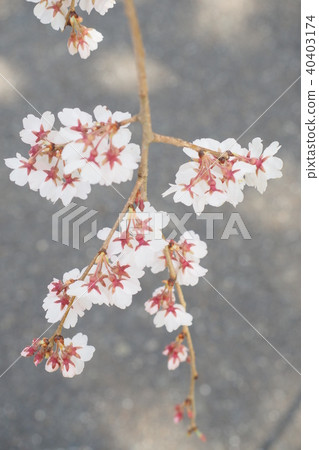 禪寺的櫻花 禪寺的櫻花 40403174