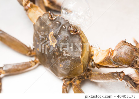 Mokugu crab 40403175
