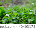 White clover 40403178