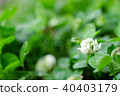 White clover 40403179