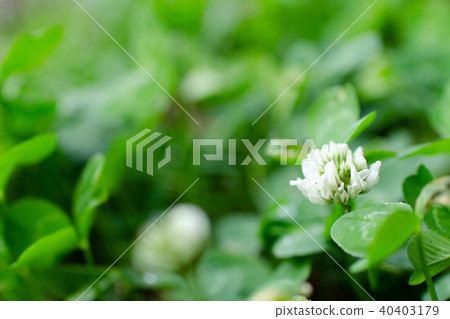 White clover 40403179