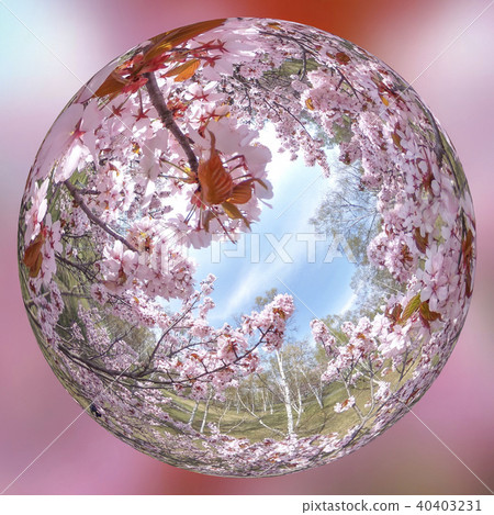 Cherry blossoms in full bloom (mirror ball processing) Cherry blossoms in full bloom (mirror ball processing) 40403231