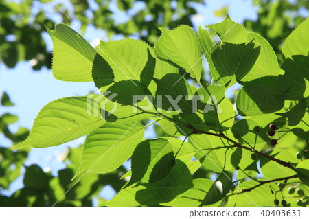 Sakura's young leaves Sakura's young leaves 40403631