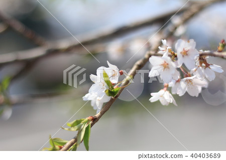 Cherry tree in full bloom Cherry tree in full bloom 40403689