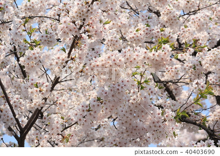 Cherry tree in full bloom Cherry tree in full bloom 40403690