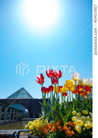 在盛開的鬱金香在藍天 40403907