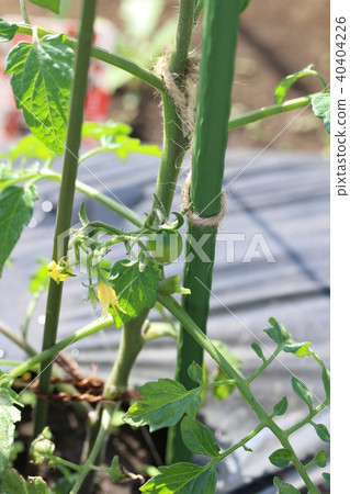 Baby in tomato Baby in tomato 40404226