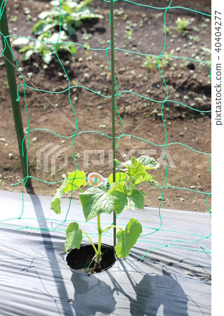 黃瓜幼苗 40404277